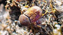 Der seltene Dungkäfer Euonitivellus fulvus besitzt keinen deutschen Namen. Er wurde in den Ausscheidungen von Galloway-Rindern in der ...