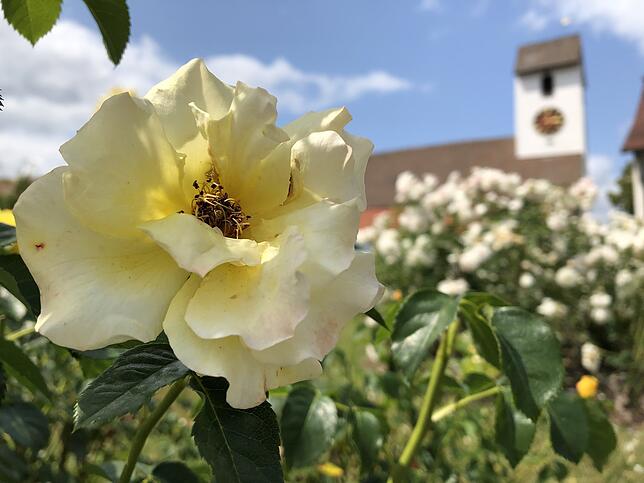 Bild 1: Die schönsten Rosen aus dem Rosendorf Nöggenschwiel
