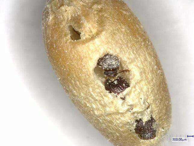 Ein Weizenkornbrötchen, das von Getreidekapuzinern befallen ist.