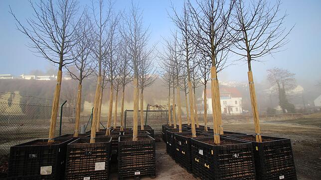 Linden, die für die Fledermausleitstruktur auf dem LGS-Gelände eingesetzt wurden, als temporärer Ersatz für die Platanenallee.
