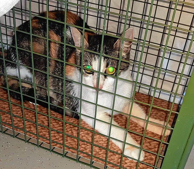 Eine eingefangene Katze im Kreistierheim Donaueschingen.