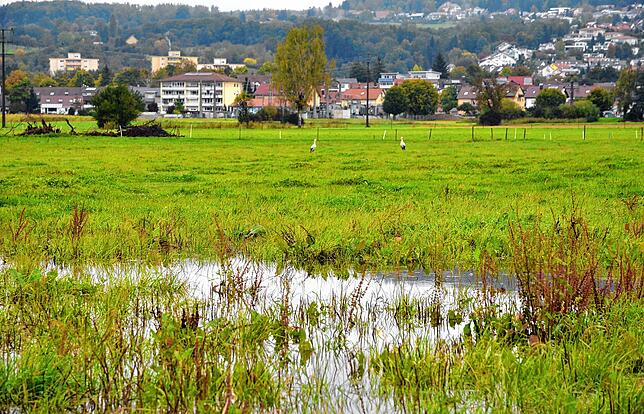 Nasse Sumpflandschaft vor den Toren der Stadt: Die Idylle im Markdorfer Süden weckt Unmut beim Besitzer der Wiesenfläche, weil das ...