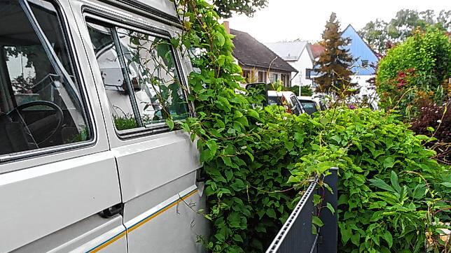 Dieser Wagen in der Fischenzstraße ist schon lange nicht mehr bewegt worden. Das zeigt die Pflanze an, die einen Teil des Fahrzeugs ...