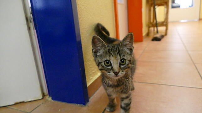 Eine Babykatze im Pensionsraum des Tierheims. Sie wartet, dass Herrchen und Frauchen aus dem Urlaub zurückkommen.