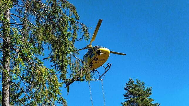 Der VS-Wald wird in bestimmten Abschnitten bekalkt. Das ist wichtig, damit der Boden einen perfekten PH-Gehalt hat.
