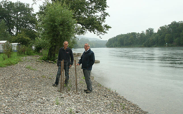 Peter Hunziker (links) und Walter Vogelsanger am Ufer der Büsinger Rheinwies. Die für das Kiesufer abgetragenen Pflanzen werden am ...