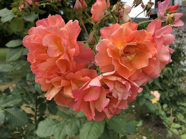 Bild 11: Die schönsten Rosen aus dem Rosendorf Nöggenschwiel