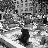 Der Lenk-Brunnen wurde am 30. Juni 1990 enthüllt &ndash; kurz darauf gab es tierischen Besuch.