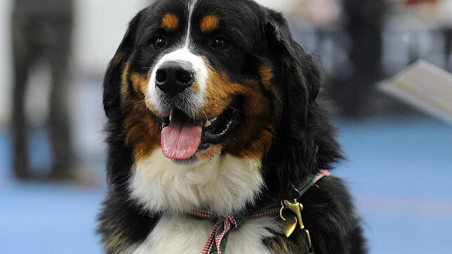 Ein Berner Sennenhund (Symbolbild)