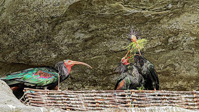 Der Waldrappe galt am Bodensee lang als ausgestorben. Einem Team aus Tierschützern ist es nun gelungen, die Vögel bei Überlingen wieder ...