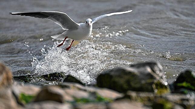 Eine Möwe fliegt bei leichten Sturmböen über den Bodensee. (Symbolbild)