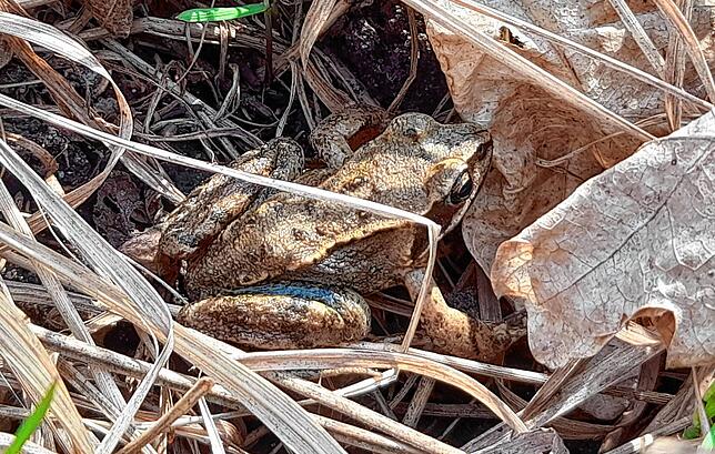Gut getarnt auf dem Waldboden sind die Kröten, doch schutzlos ausgeliefert sind sie auf dem Asphalt.