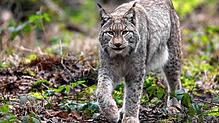 Ein Luchs spaziert durch sein Gehege in einem Wildpark (Archivbild). Der Luchs in Gersbach hat nun einen Namen bekommen.