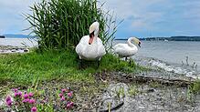 Zwei Höckerschwäne am Wasser im Überlinger Uferpark (Archivbild). Seit einigen Jahren geht die Zahl der Tiere zurück, heißt es vom ...