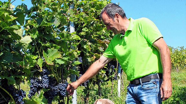 Die pilzresistente Sorte &bdquo;Cabernet Cortis&ldquo; hat einen hohen Zuckergehalt, erklärt Christian Gromann. Diesen Jahrgang wird er ...