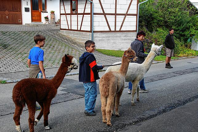 Bild 6: Auf Wanderschaft mit Alpakas: Warum die flauschigen Tiere vom Alpakaparadies Lellwangen gefragter sind denn je