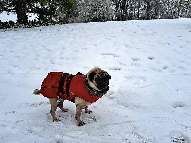 Dieser Mops ist bestens gegen Kälte und Schnee gerüstet.