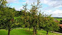 Auf der Baar darf wieder kostenlos Obst aufgelesen und von markierten Bäumen gepflückt werden. Zu den freigegebenen Bereichen in ...