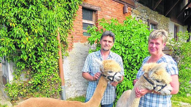 Manfred Hoffmann mit Hengst Mufasa und Barbara Schrenk mit Timon freuen sich täglich am Umgang mit den Alpakas, deren Wolle in momentan ...