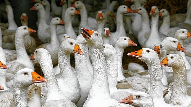 Bislang ist im Landkreis Sigmaringen kein Fall von Vogelgrippe bekannt.