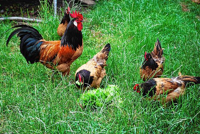 Die Hühnertruppe im Garten der Erzinger Familie Netzhammer hat ein schönes Leben.