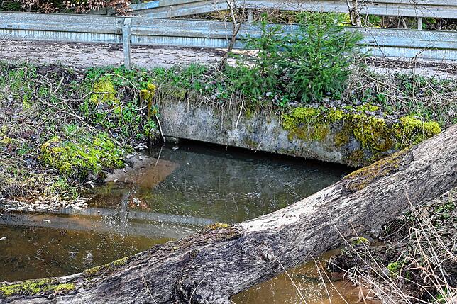 Biber sorgen dafür, das die kleine Brücke, die beim Binsenhof in Pfaffenweiler in den Wald führt, bald überflutet wird.
