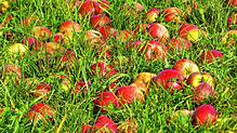 So schmeckt der Herbst: Bunte Äpfel liegen bei der Villinger Warenbergschule in der Wiese.