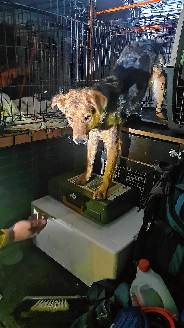 Zutiefst verängstigt: Geretteter Hund an der Grenze zwischen der Ukraine und Polen.