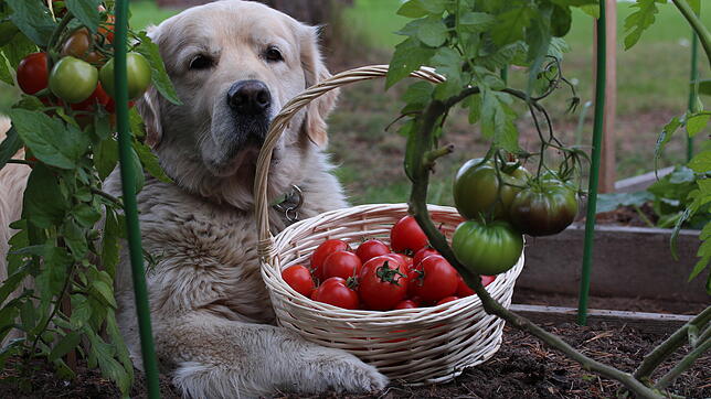 Hunde dürfen Tomaten essen, solange sie reif sind und keine grünen Stellen haben.