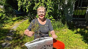Die Steiner Stadträtin Irene Gruhler Heinzer (SP) macht es vor: Berufkraut gehört mit der Wurzel in den Neophytensack.