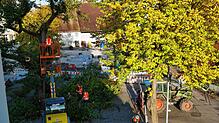 Bild : Baum fällt! Sehen Sie hier, wie die stattliche Linde Stück für Stück aus Oberlauchringen verschwindet