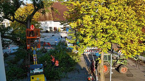 Bild : Baum fällt! Sehen Sie hier, wie die stattliche Linde Stück für Stück aus Oberlauchringen verschwindet