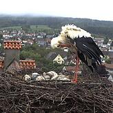 Storchenpapa &bdquo;Mimmo&ldquo; hält am Dienstag Wache, Storchenmama &bdquo;Pünktchen&ldquo; hat das Nest verlassen.