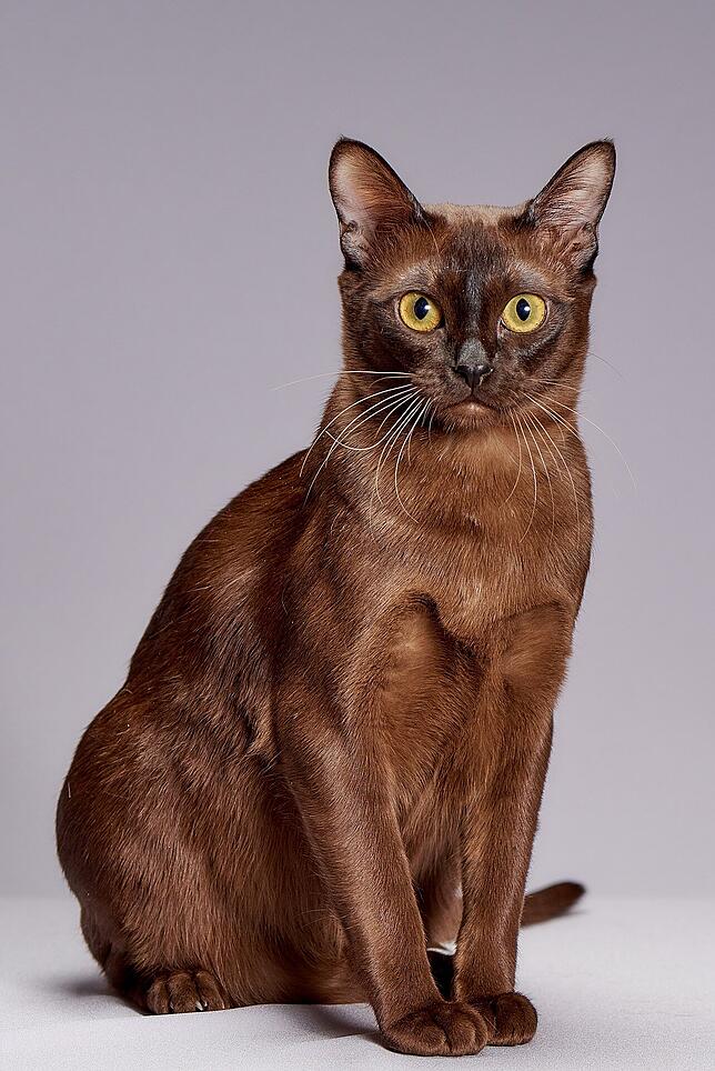 Burma-Katze