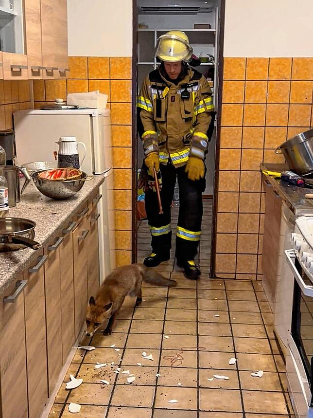 Wofür die Feuerwehr alles verantwortlich ist: Der Fuchs wird aus der Küche befreit und in der Natur ausgesetzt.