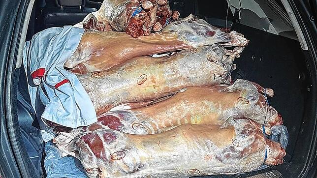 Ein Mann transportiert 20 geschlachtete Lämmer ungekühlt in seinem Auto. Das schmeckt dem Zoll gar nicht.
