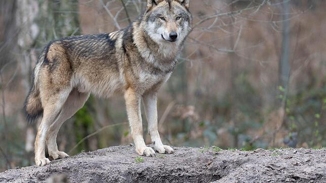 Der Wolf ist eines der lautesten Tiere der Welt. Hier erfahren Sie die Reihenfolge der 8 lautesten Tierarten