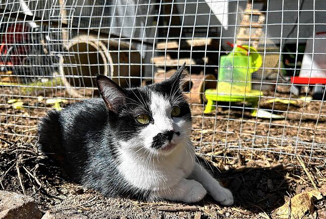 Hella sonnt sich vor dem Hühnergehege. Das Geflügel hat keine Angst vor der Familienkatze &ndash; im Gegenteil. Zu nahe darf Hella dem ...