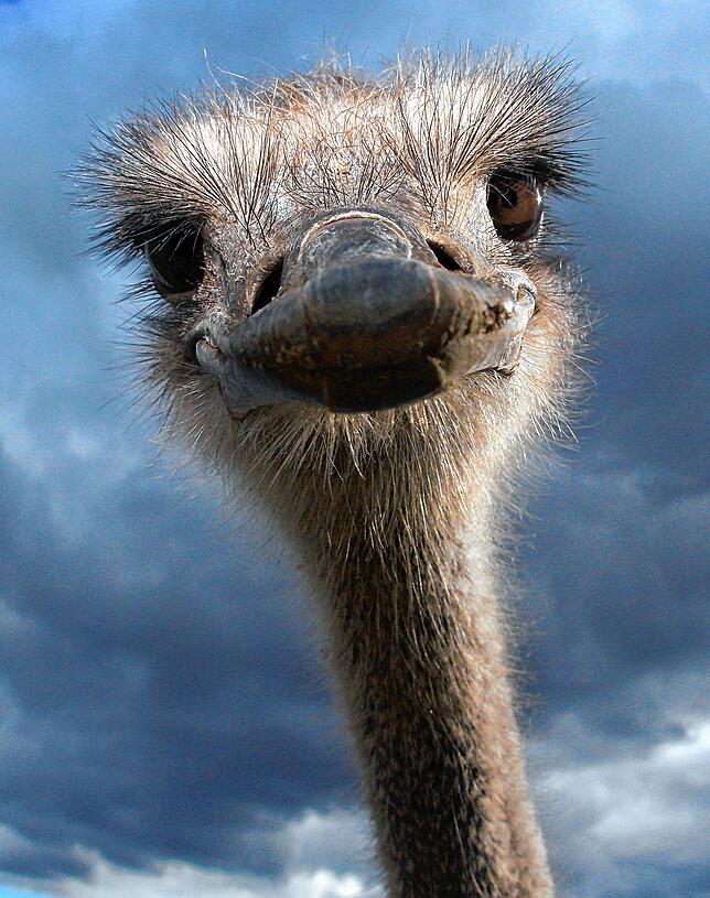 In Stockach leben Strauße auf einer Farm. Das Tier, ursprünglich in Afrika beheimatet, ist weltweit die größte Vogelart. Bild: dpa