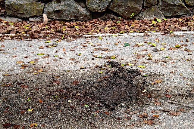 Bild 2: So sichern Arbeiter die Felsen im Schlüchttal! Kommen Sie mit auf die Spezialbaustelle (mit Videos)