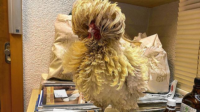 Huhn Erna lebt eigentlich auf der Lochmühle in Eigeltingen, doch jetzt ist das Huhn weg.