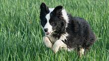 bordercollie.jpeg Border Collie Hunde genießen häufig ein langes Leben. Sie benötigen dafür ausreichend Bewegung und eine ausgewogene Ernährung.