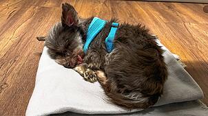 Der kleine Yorkshire Terrier ist in Jestetten ausgesetzt worden, jetzt ist er bei einer Tierschutzbeauftragten. Die Polizei sucht Zeugen.