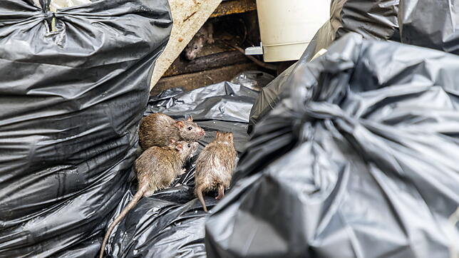 Müll zieht Ratten magisch an: Unser Symbolbild zeigt drei Nagetiere, die zwischen Müllsäcken nach Nahrung suchen.