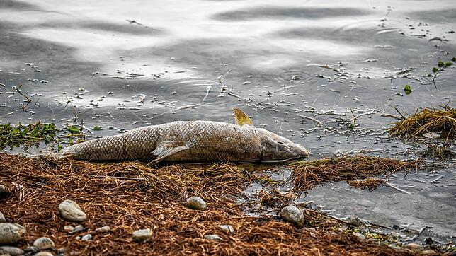Besonders in Flüssen bangten Angler im heißen Sommer um die Fische. Doch während in Konstanz Fische starben (Bild), konnte man im Hegau ...
