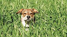 Hunde knabbern gerne an Halmen. Auf gespritzten Getreidefeldern kann das für sie aber gefährlich werden.