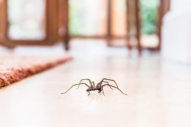 Eine Spinne auf dem Boden: Auch gewöhnliche Hausspinnen können einige Zentimeter groß werden. Gefährlich sind sie aber nicht.