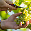 In vielen deutschen Weinbaugebieten ist die diesjährige Weinlese schon in vollem Gange.