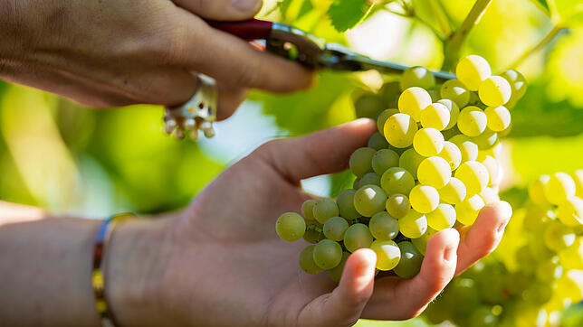 In vielen deutschen Weinbaugebieten ist die diesjährige Weinlese schon in vollem Gange.