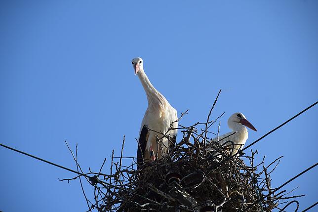 Die beiden bauen dort sehr erfolgreich an einem Nest. Beide haben gut lesbare Ringe, die zeigen woher sie stammen. Der SÜDKURIER hat ...